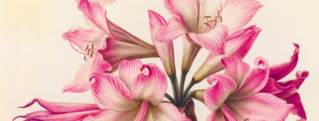 inspirationsgraphiques-aquarelles-gouaches-illustration-museum-histoire-naturelle-velins-paris-art-01