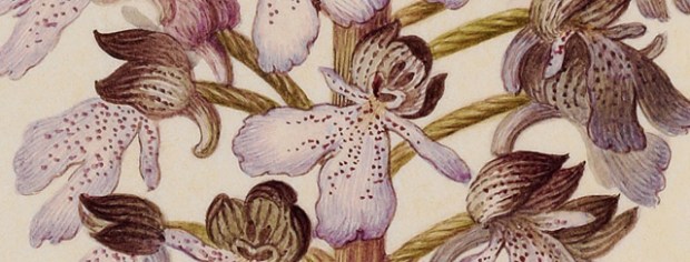 inspirationsgraphiques-aquarelles-gouaches-illustration-museum-histoire-naturelle-velins-paris-art-02