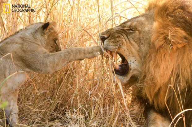 P. Kuhn, “Never bother Dad when he's sleeping”, Botswana