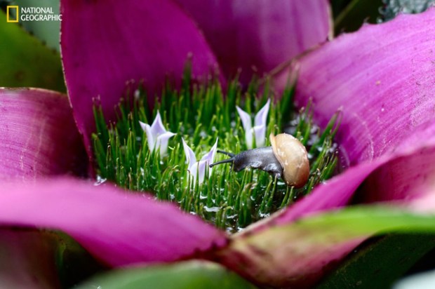 Samira Qadir, “Moving at a snail's pace...", Broméliacée au Garfield Conservatory, Chicago