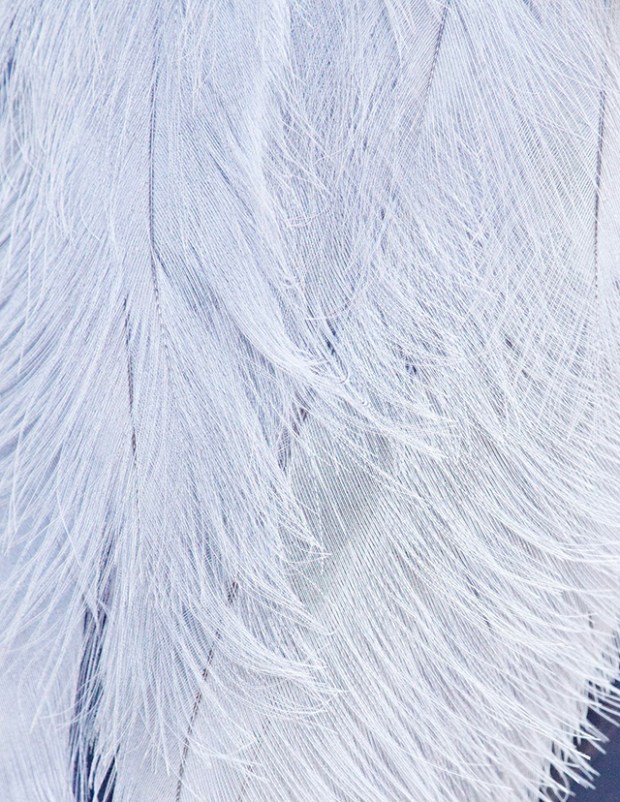 Inspirationsgraphiques-Photographie-animaliere-Thomas-Lohr-Birds-macro-photo-oiseaux-exotiques-02