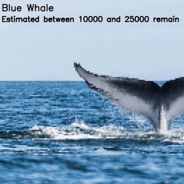 Inspirationsgraphiques-ecologie-WWF-artiste-JJSmooth44-photographie-animaliere-pixel-espece-menacee-preservation-sensibilisation-04