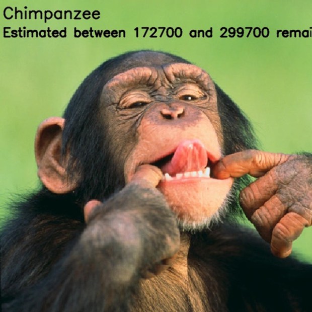 Inspirationsgraphiques-ecologie-WWF-artiste-JJSmooth44-photographie-animaliere-pixel-espece-menacee-preservation-sensibilisation-07