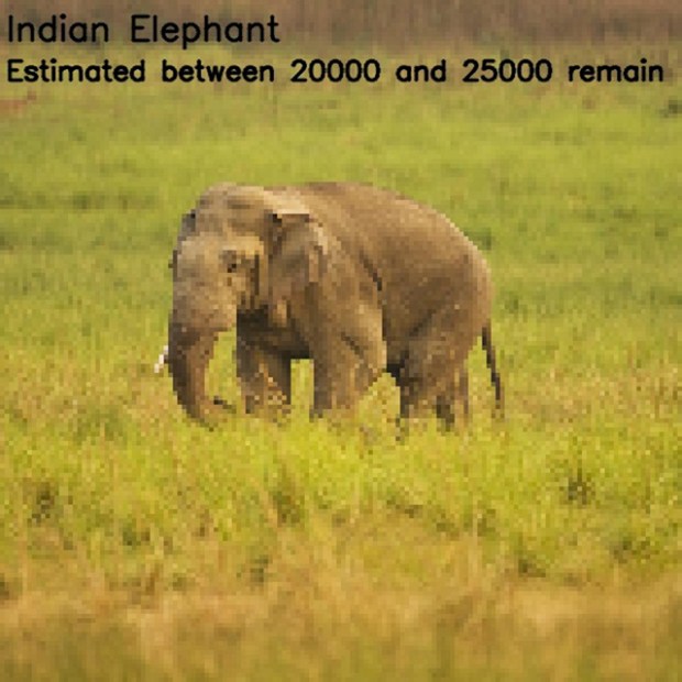 Inspirationsgraphiques-ecologie-WWF-artiste-JJSmooth44-photographie-animaliere-pixel-espece-menacee-preservation-sensibilisation-08