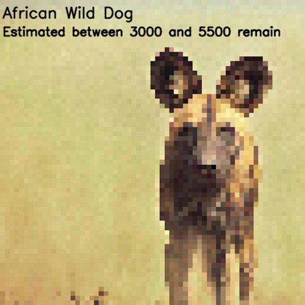 Inspirationsgraphiques-ecologie-WWF-artiste-JJSmooth44-photographie-animaliere-pixel-espece-menacee-preservation-sensibilisation-09