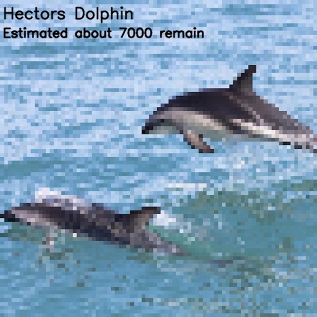 Inspirationsgraphiques-ecologie-WWF-artiste-JJSmooth44-photographie-animaliere-pixel-espece-menacee-preservation-sensibilisation-11